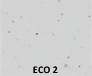 ECO 2